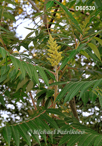 Staghorn Sumac (Rhus typhina)